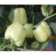 ASP041 Zhijin good disease resistant white sweet pepper seeds manufacturer
